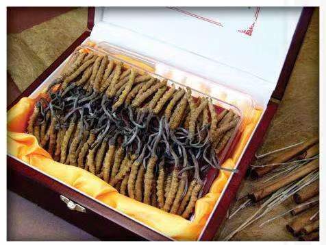 乐昌冬虫夏草回收